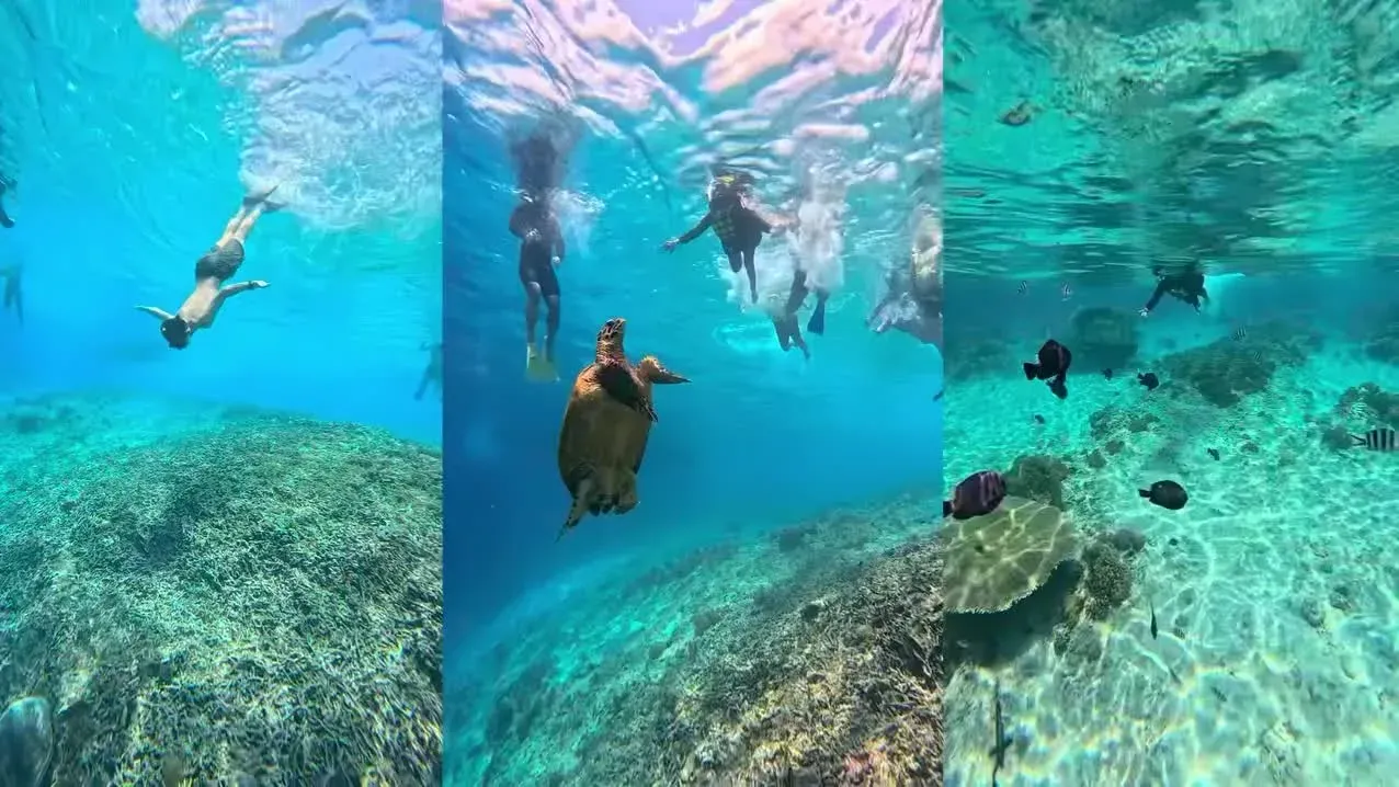Geotekindo 员工旅行中的浮潜画面
