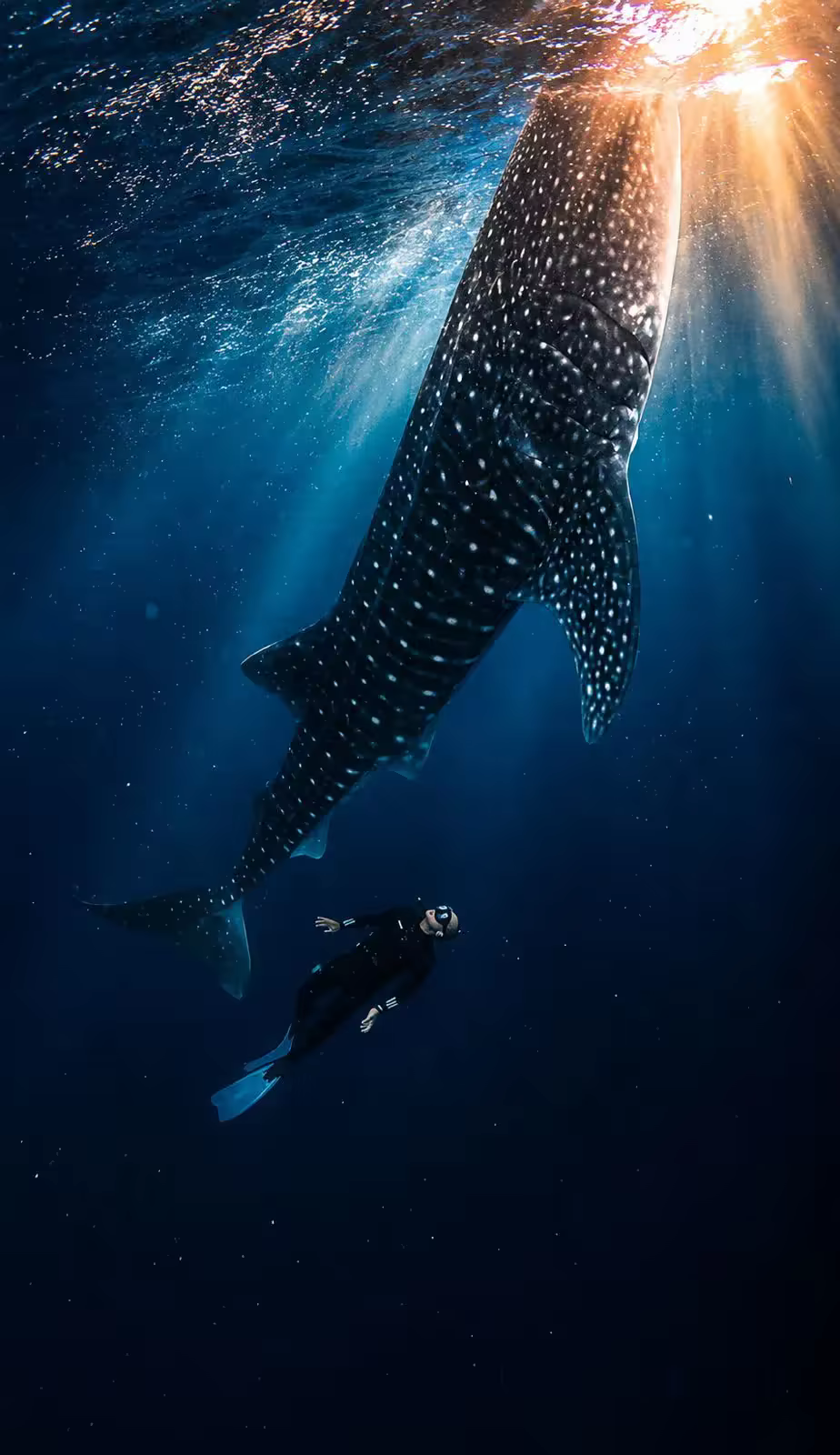 Whale Shark Sumbawa - 3 Hari 2 Malam - Foto Perjalanan 1